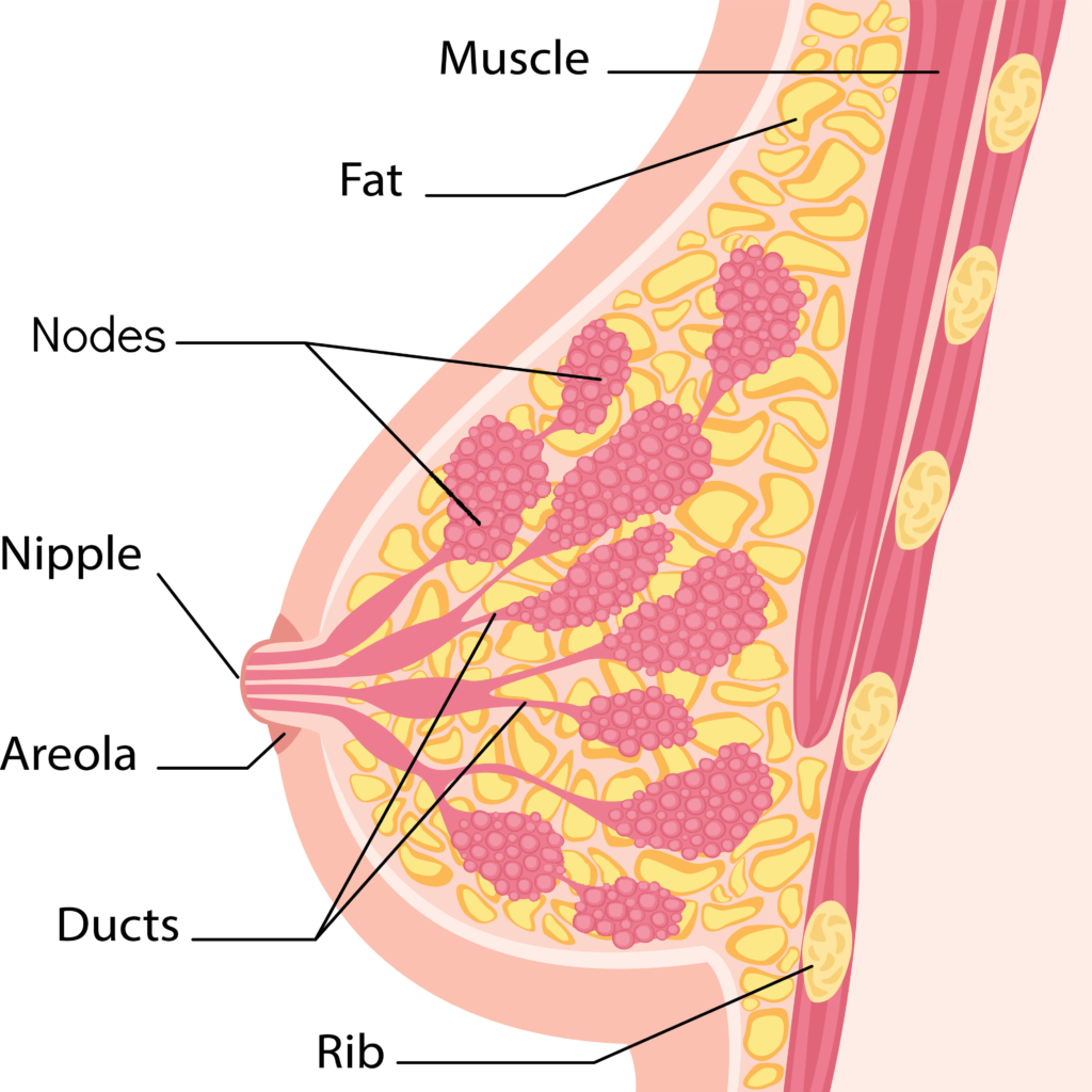 Cross sectional anatomical view of the male breast which includes fat, muscle, glands and lymph nodes
