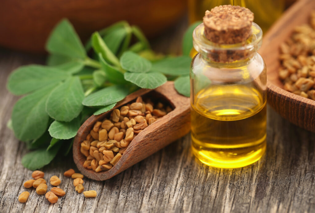 Extracting the essence of fenugreek is now a modern-day practice for usage in commercial health and beauty products