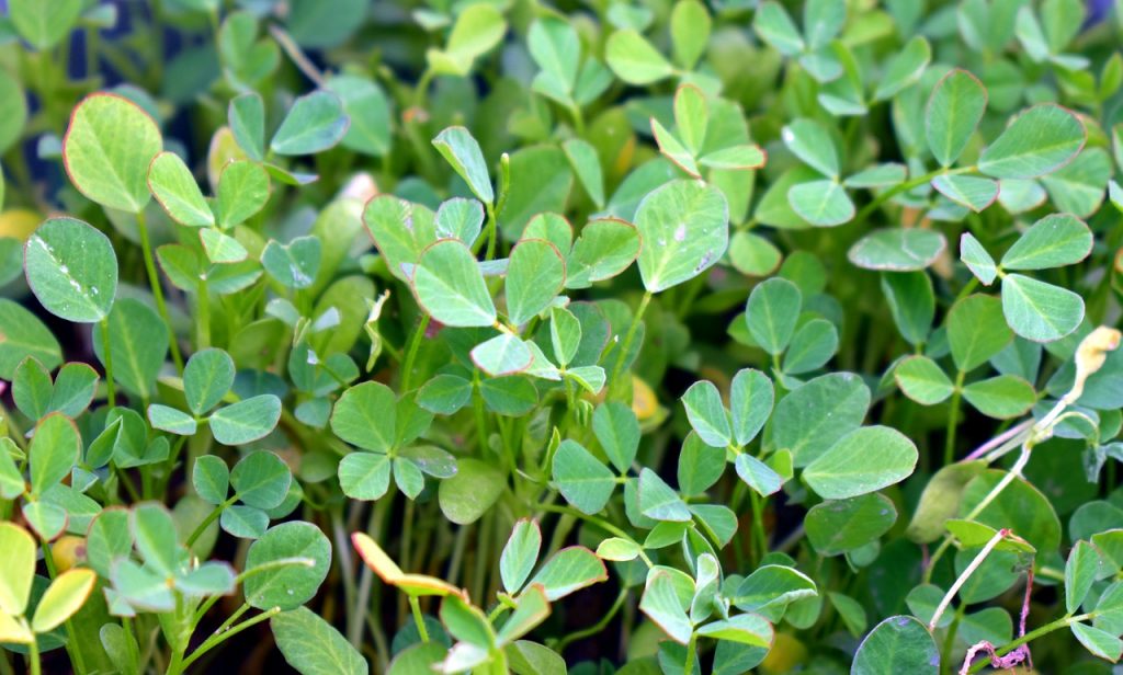 Fenugreek may be a potential DHT inhibitor