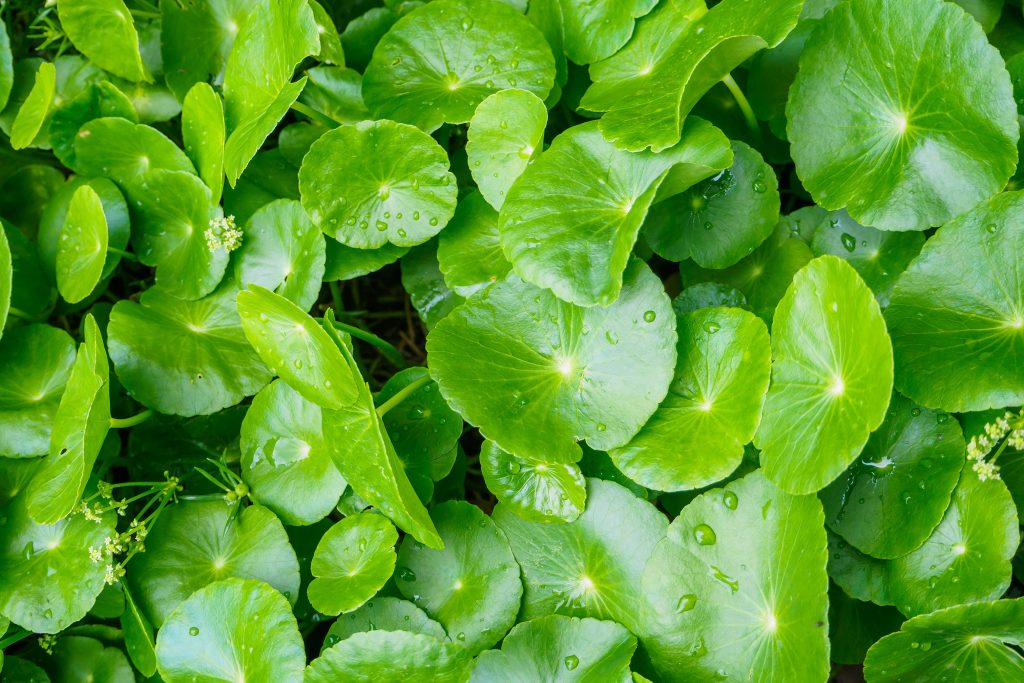 Also known as Centella Asiatica. Gotu Kola benefits many areas of health, down to our hair follicles
