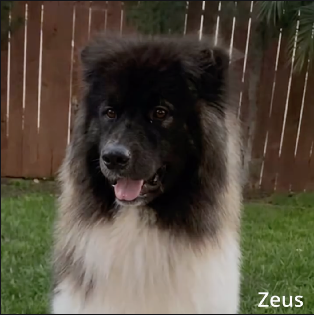Black and white fluffy dog named Zeus outdoors on grass in front of a wooden fence.