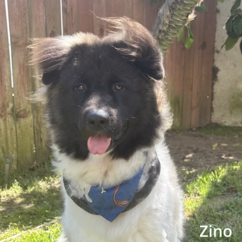 Black and white fluffy dog named Zino wearing a blue bandana outdoors in front of a wooden fence.
